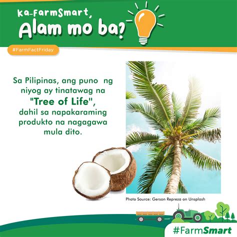 Ang nagagawa ng ‘coconut tree’ sa’yo .